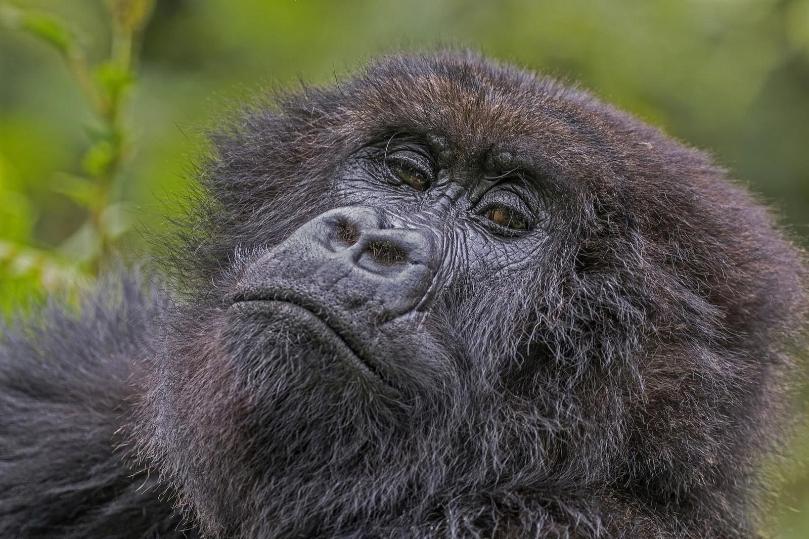 Rwanda — Gorilla Trekking, Rwanda